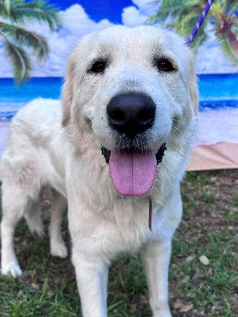 Enlarge Josie, an adopted Great Pyrenees in Spring, TX image 5/6