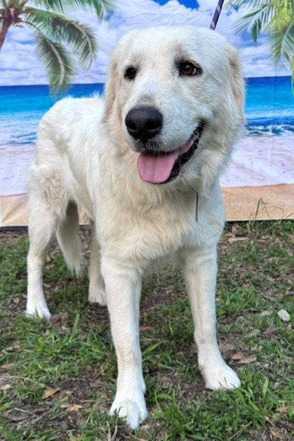 Enlarge Josie, an adopted Great Pyrenees in Spring, TX image 4/6