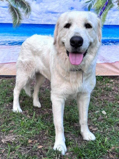 Enlarge Josie, an adopted Great Pyrenees in Spring, TX image 3/6
