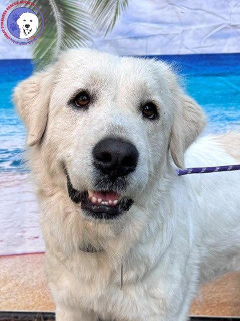 Josie, adopted, Adult Female Great Pyrenees.