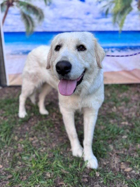 Enlarge Josie, an adopted Great Pyrenees in Spring, TX image 6/6