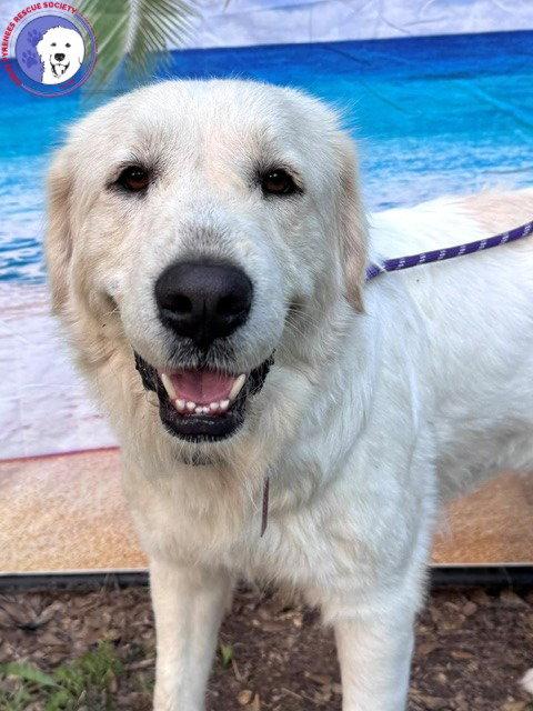 Enlarge Josie, an adopted Great Pyrenees in Spring, TX image 2/6