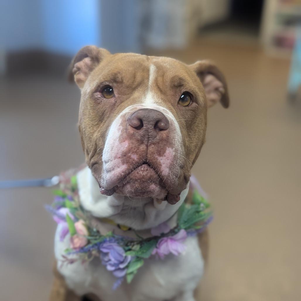 Hailey, Adoptable, Adult Female Mixed Breed.