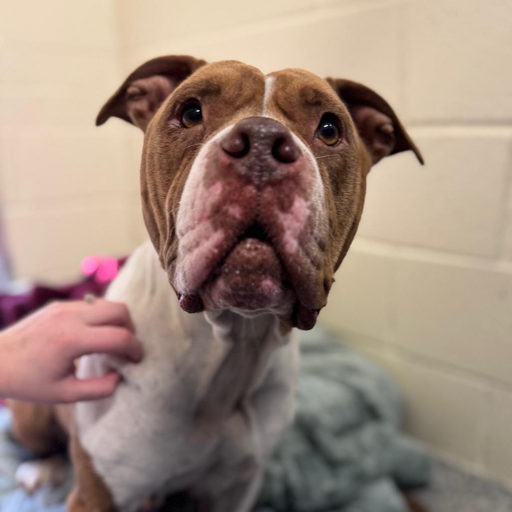 Enlarge Hailey, a Adoptable Mixed Breed in Hendersonville, NC image 2/6