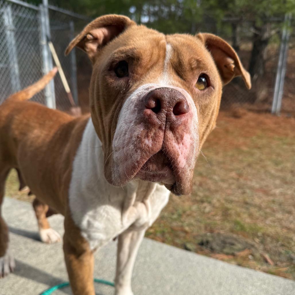 Enlarge Hailey, a Adoptable Mixed Breed in Hendersonville, NC image 3/6