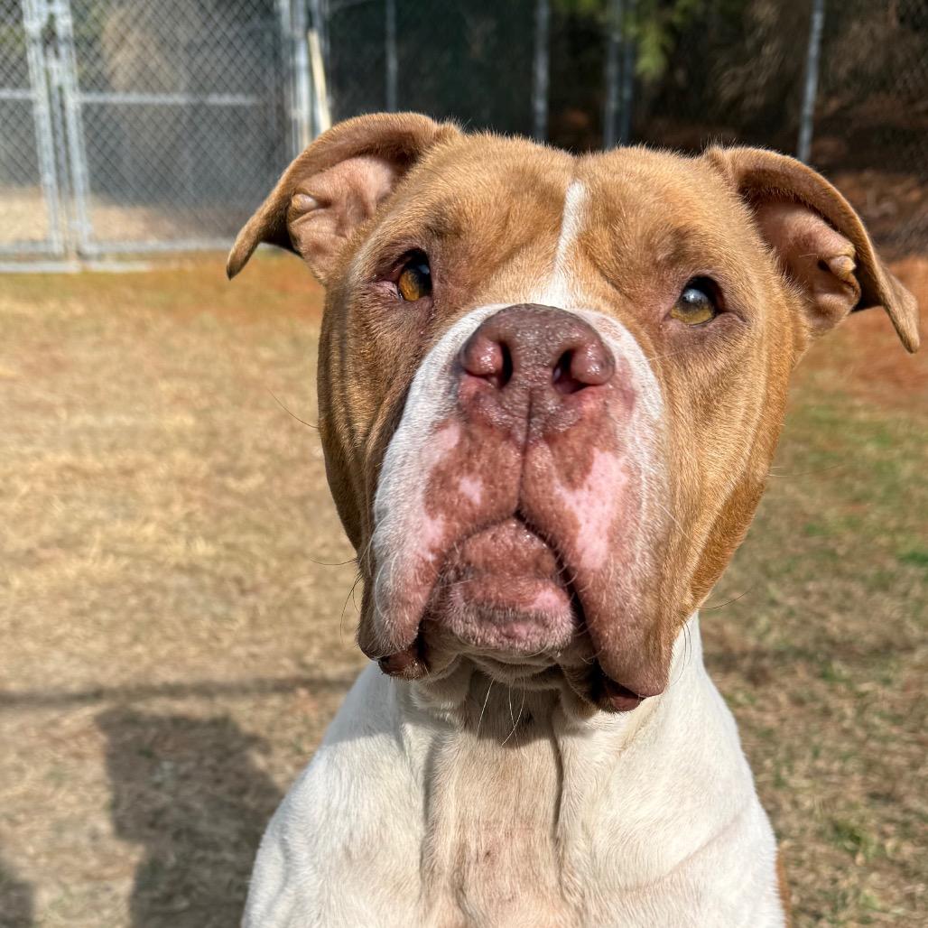 Enlarge Hailey, a Adoptable Mixed Breed in Hendersonville, NC image 4/6