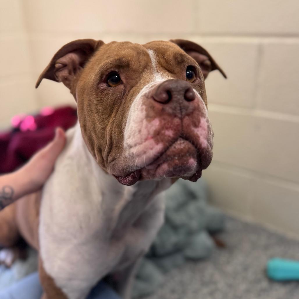 Enlarge Hailey, a Adoptable Mixed Breed in Hendersonville, NC image 6/6