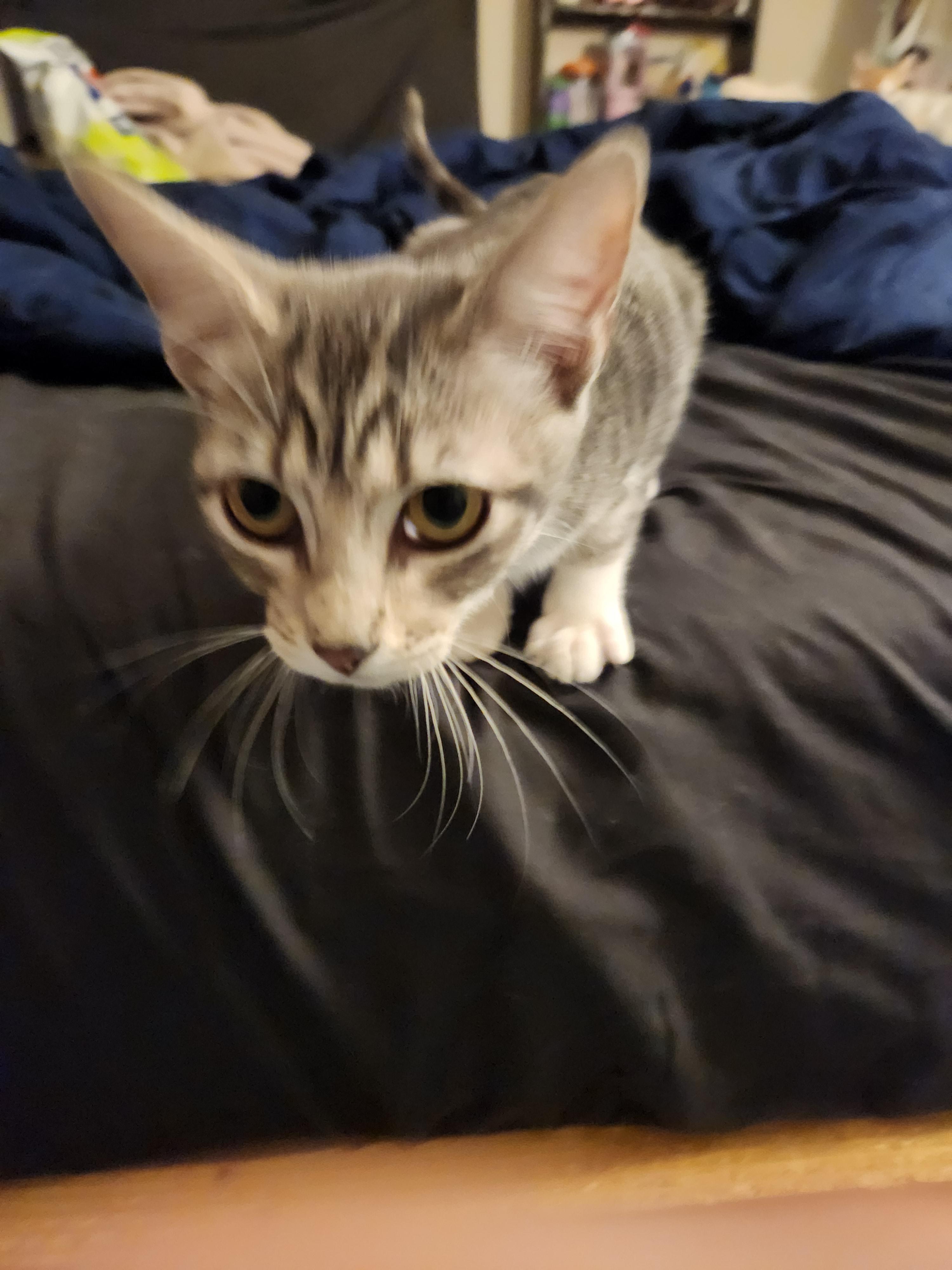Enlarge Rayon, a Adoptable Domestic Short Hair in Mount Pleasant, TX image 3/5