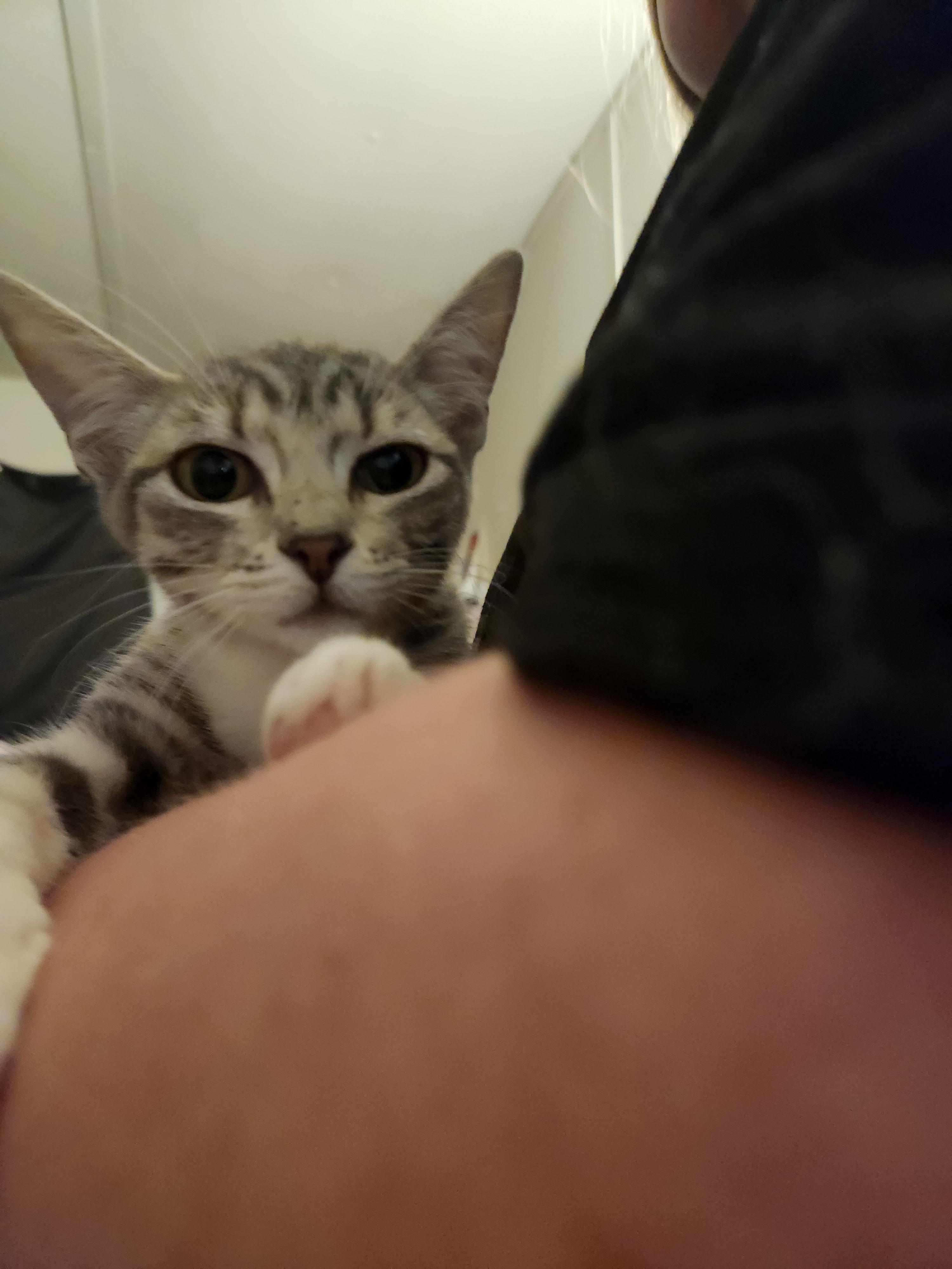 Enlarge Rayon, a Adoptable Domestic Short Hair in Mount Pleasant, TX image 5/5