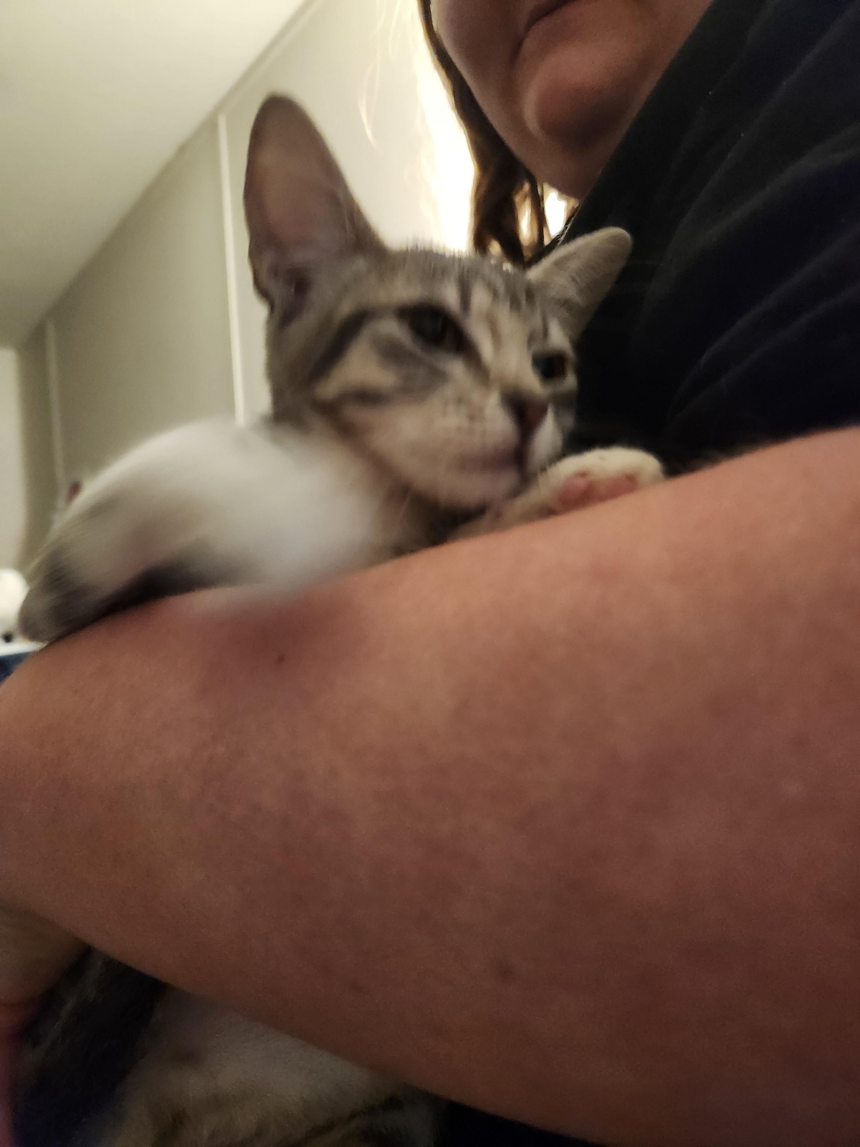Enlarge Rayon, a Adoptable Domestic Short Hair in Mount Pleasant, TX image 4/5