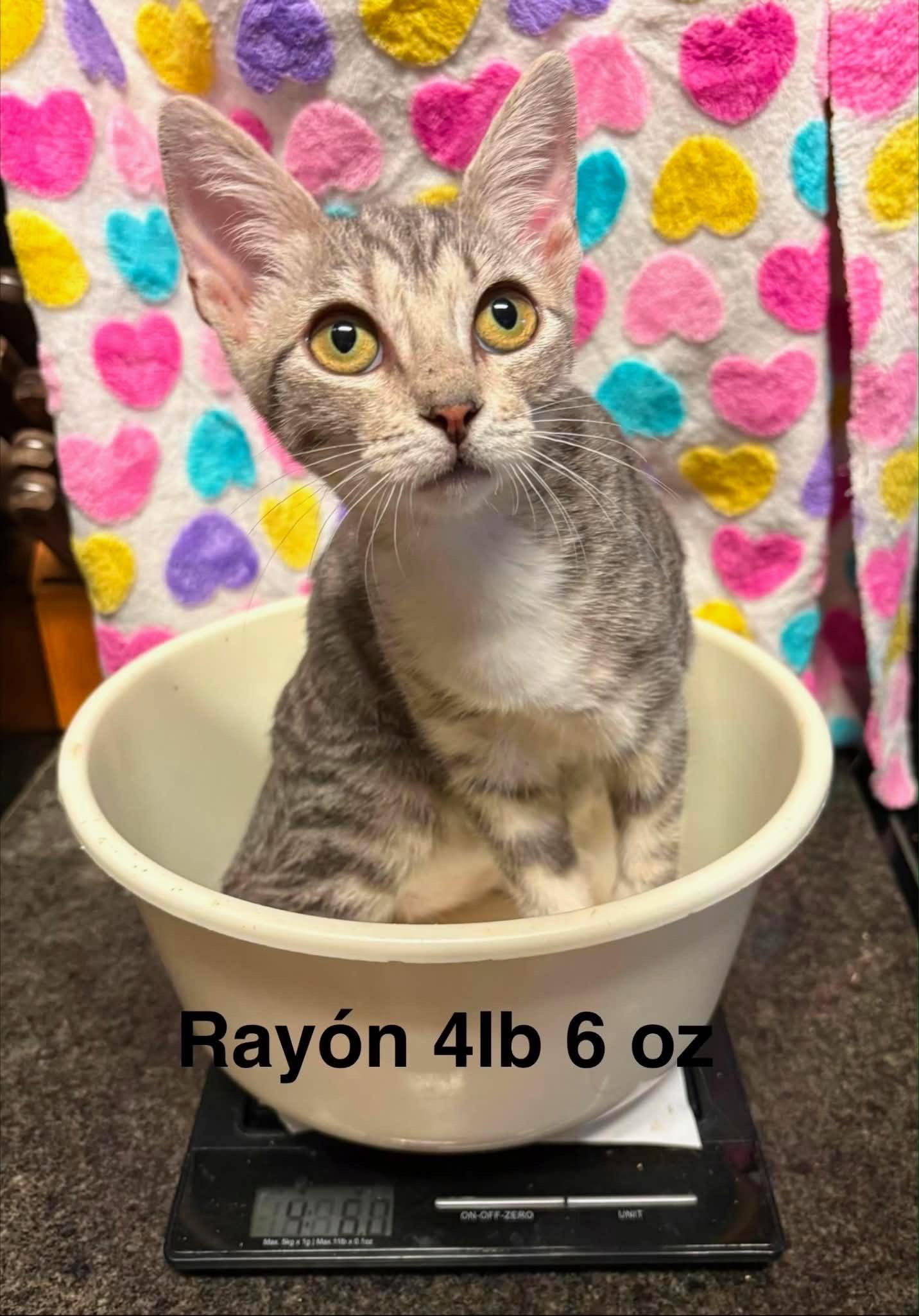 Enlarge Rayon, a Adoptable Domestic Short Hair in Mount Pleasant, TX image 2/5