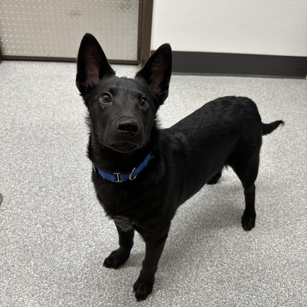 Enlarge Tootsie Roll, a Adoptable Australian Kelpie in Durango, CO image 1/5