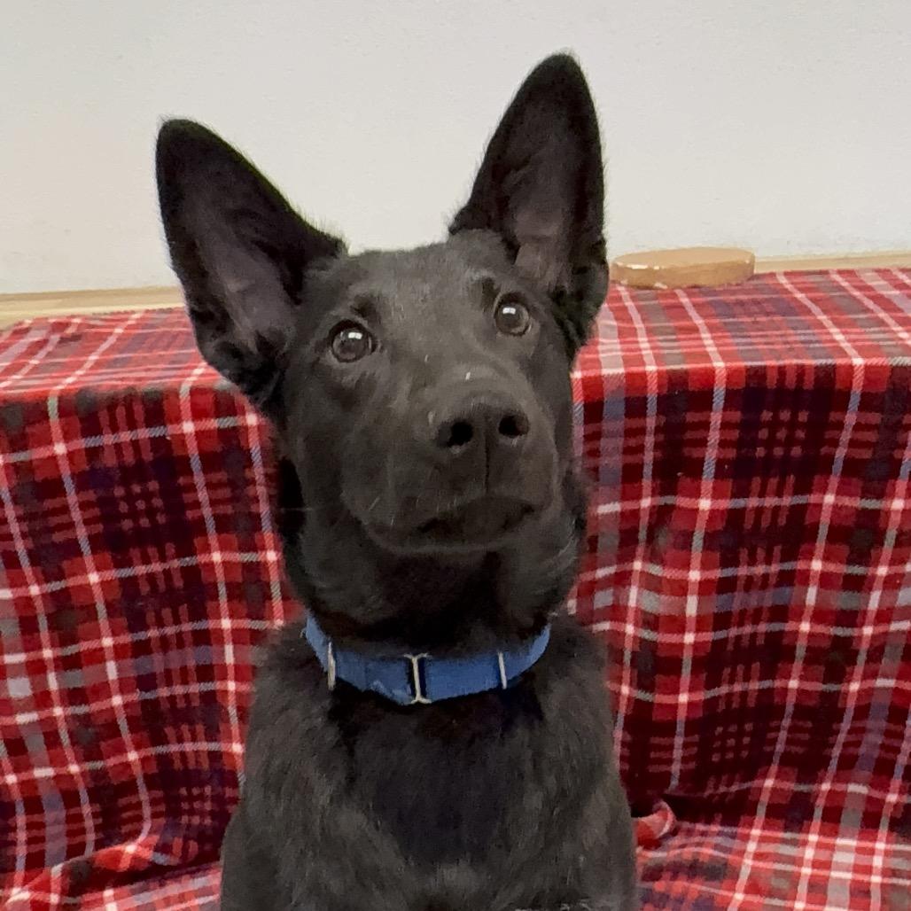 Enlarge Tootsie Roll, a Adoptable Australian Kelpie in Durango, CO image 2/5
