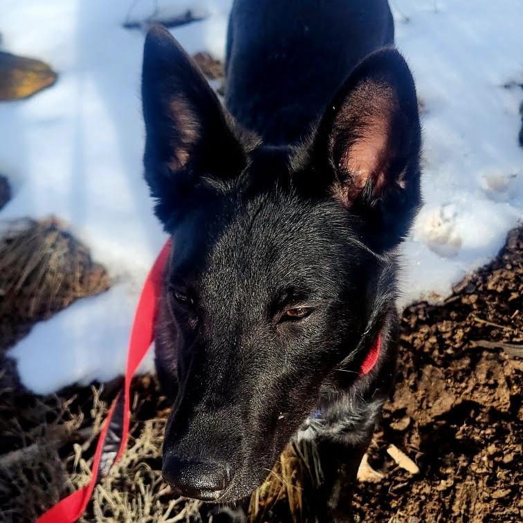 Enlarge Tootsie Roll, a Adoptable Australian Kelpie in Durango, CO image 3/5