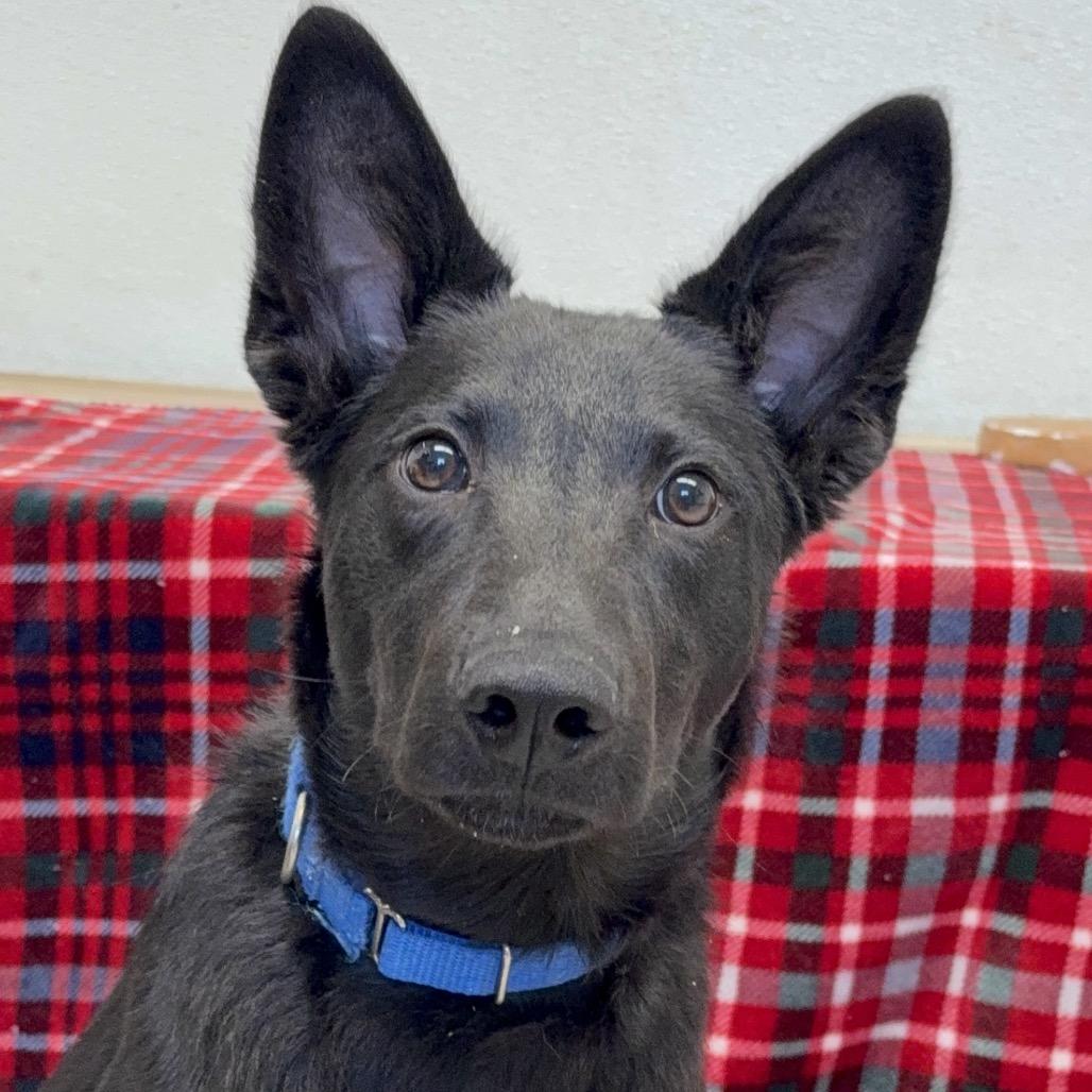 Enlarge Tootsie Roll, a Adoptable Australian Kelpie in Durango, CO image 4/5