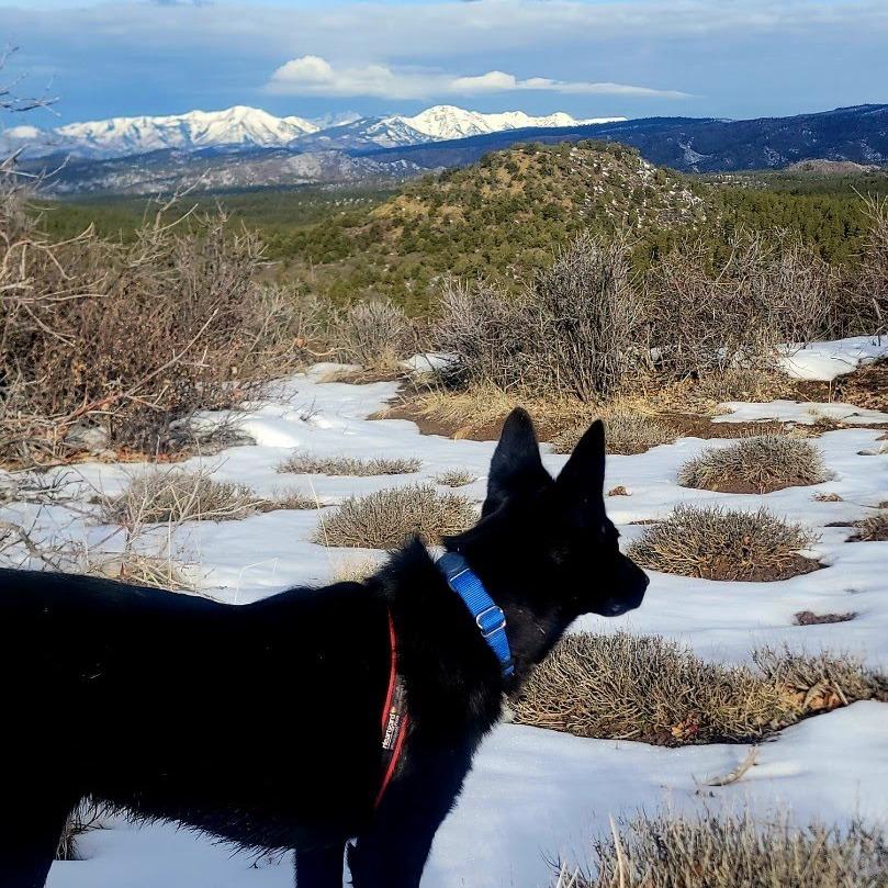 Enlarge Tootsie Roll, a Adoptable Australian Kelpie in Durango, CO image 5/5