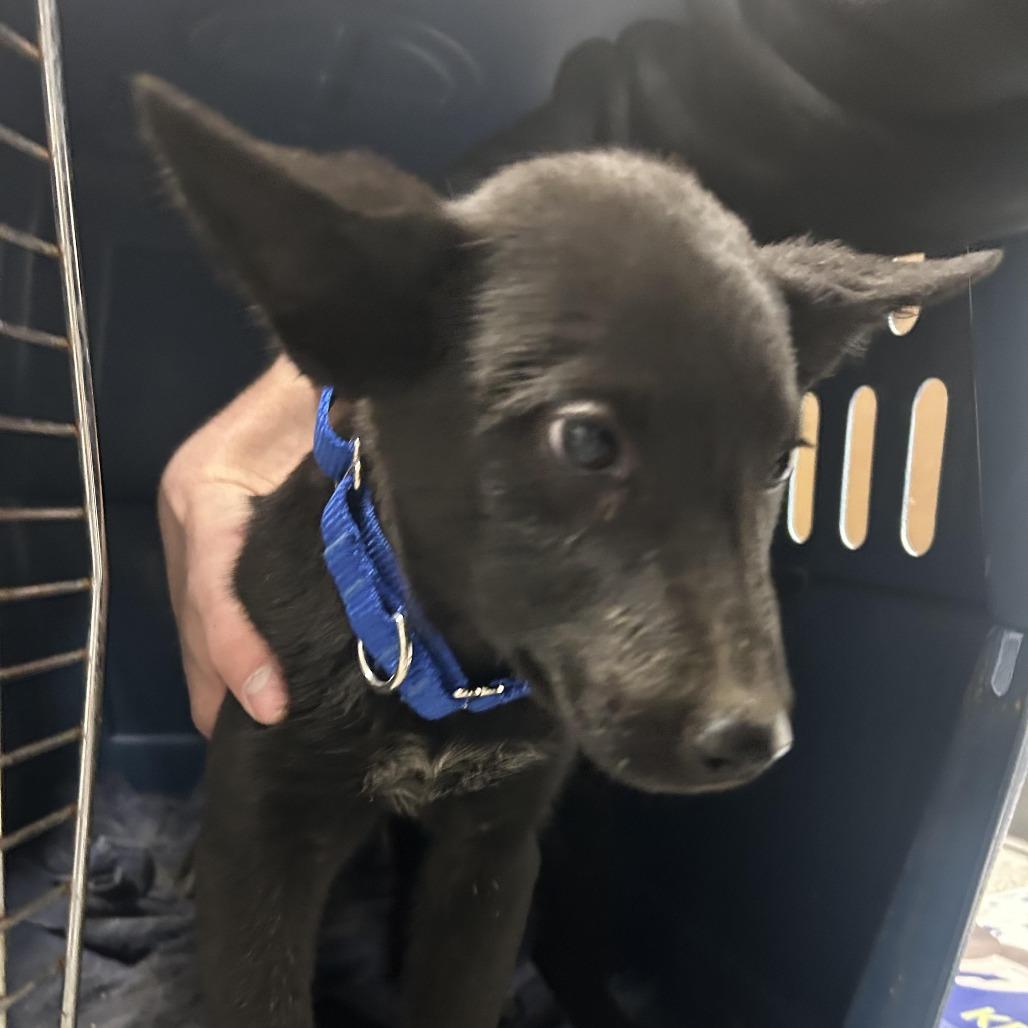 Enlarge Tootsie Roll, a Adoptable Australian Kelpie in Durango, CO image 1/1
