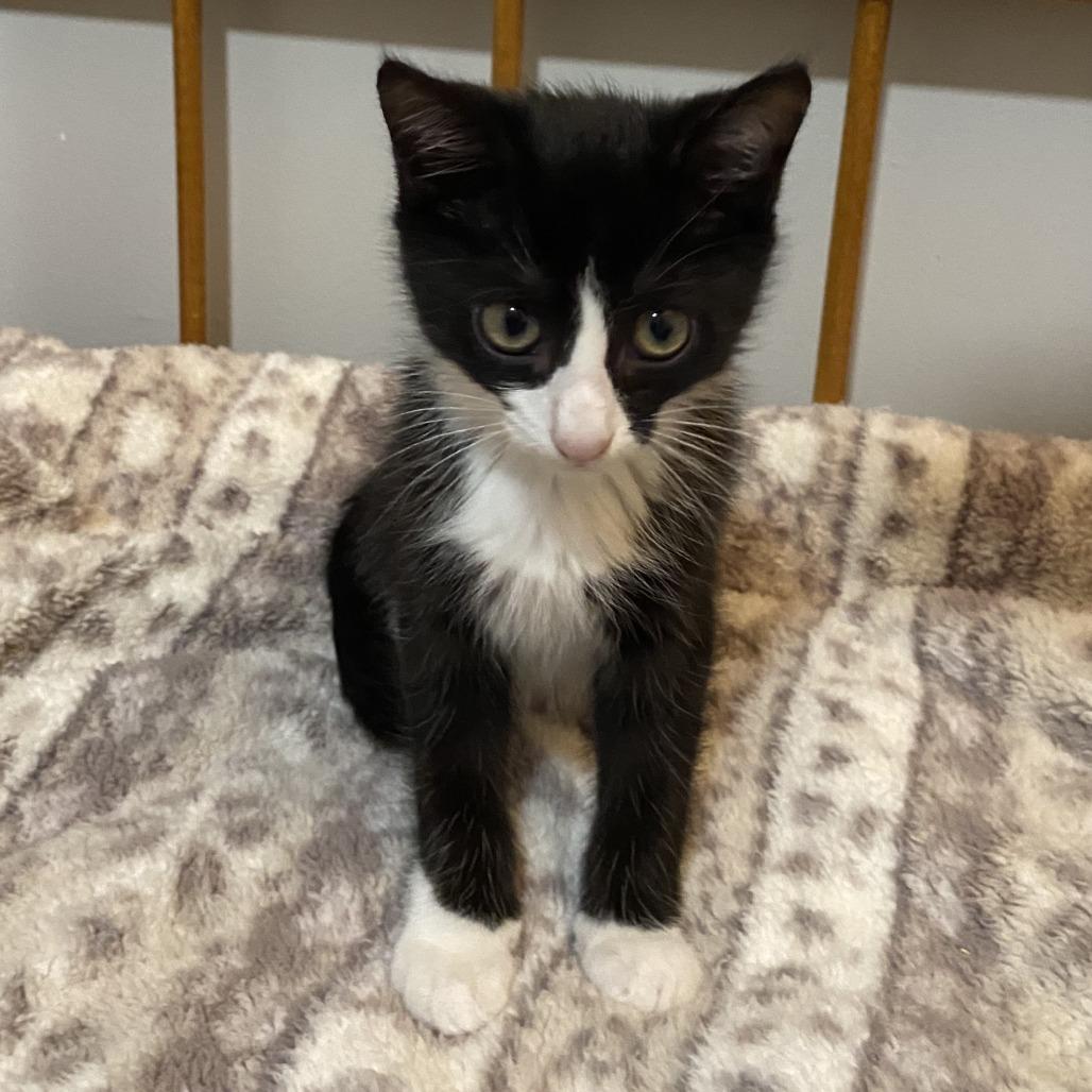 Enlarge Boo, a Adoptable Domestic Short Hair in Walnut Cove, NC image 1/5