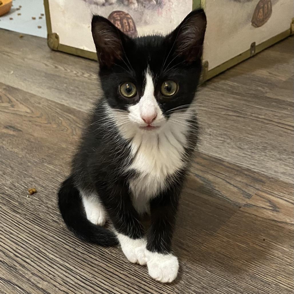 Enlarge Boo, a Adoptable Domestic Short Hair in Walnut Cove, NC image 2/5
