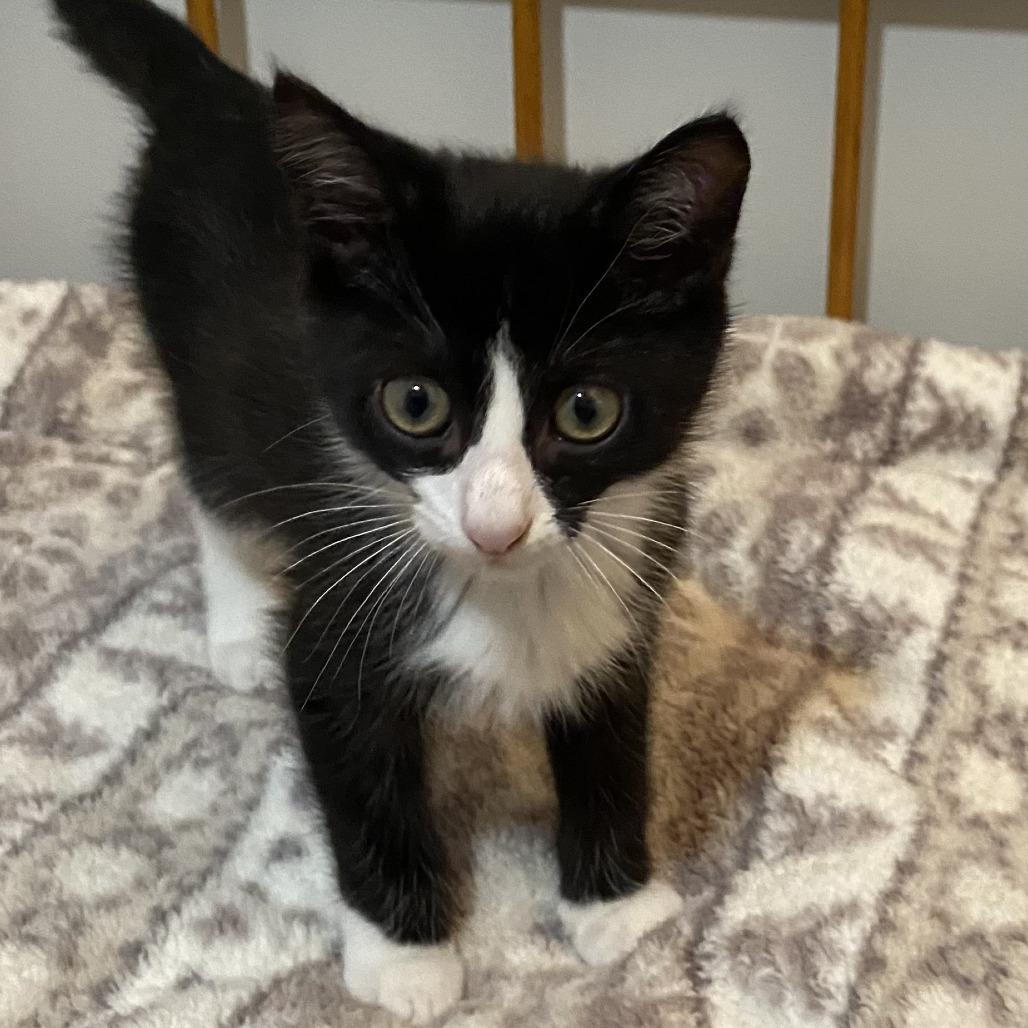 Enlarge Boo, a Adoptable Domestic Short Hair in Walnut Cove, NC image 3/5