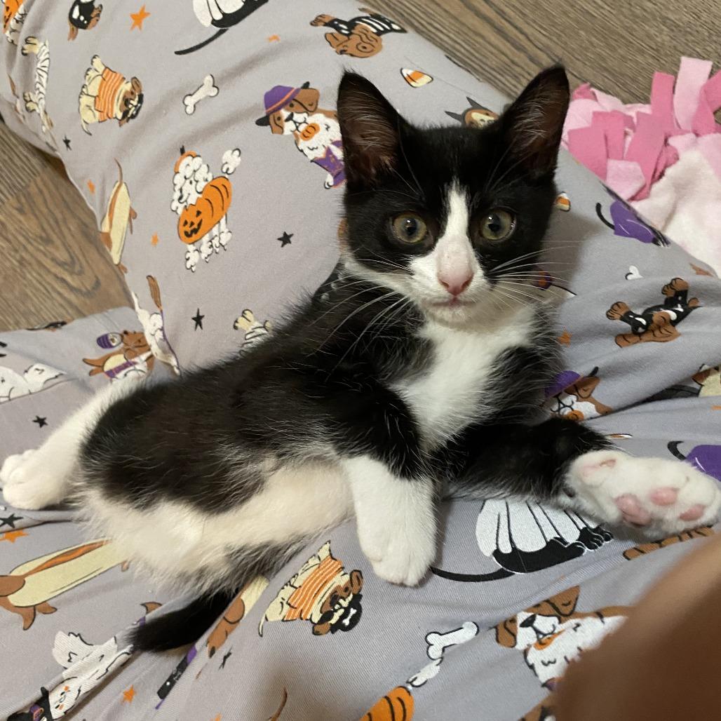Enlarge Boo, a Adoptable Domestic Short Hair in Walnut Cove, NC image 4/5