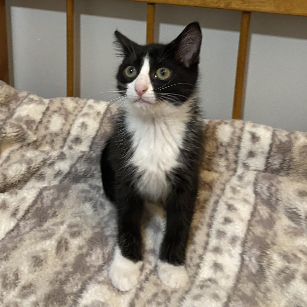 Enlarge Boo, a Adoptable Domestic Short Hair in Walnut Cove, NC image 5/5