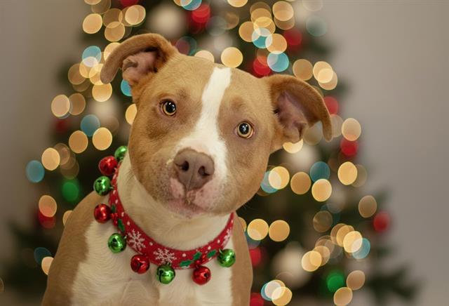 MAUI, Adoptable, Young Male Pit Bull Terrier.