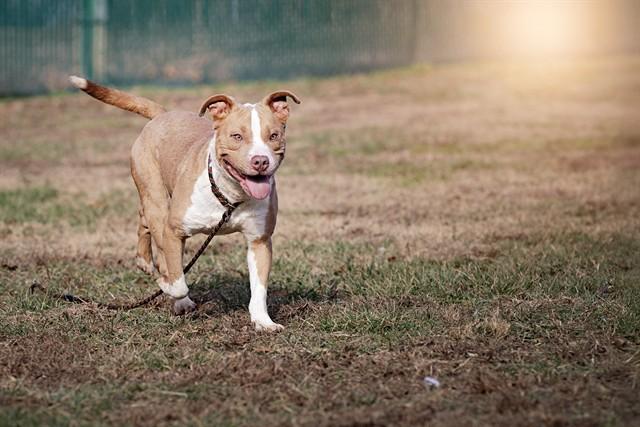 MAUI, Adoptable, Young Male Pit Bull Terrier.