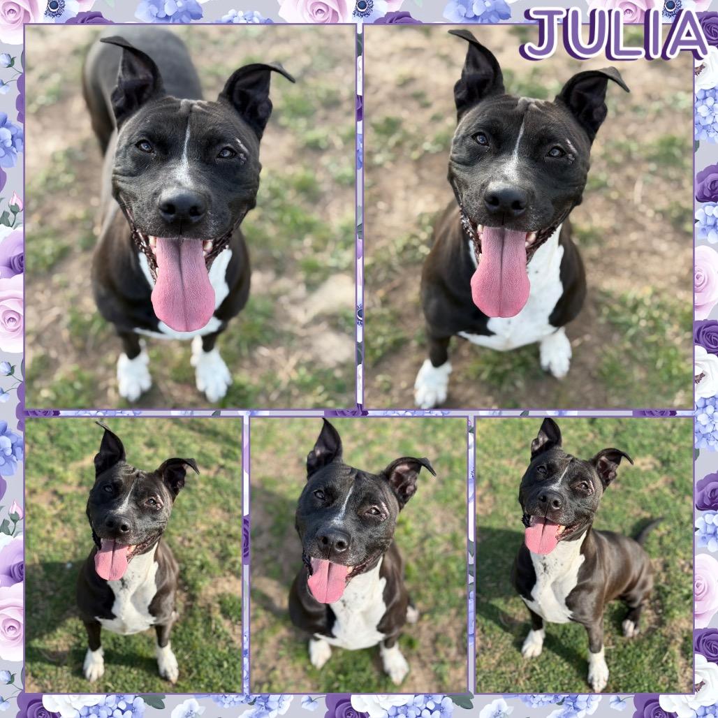 Julia, Adoptable, Adult Female Pit Bull Terrier.