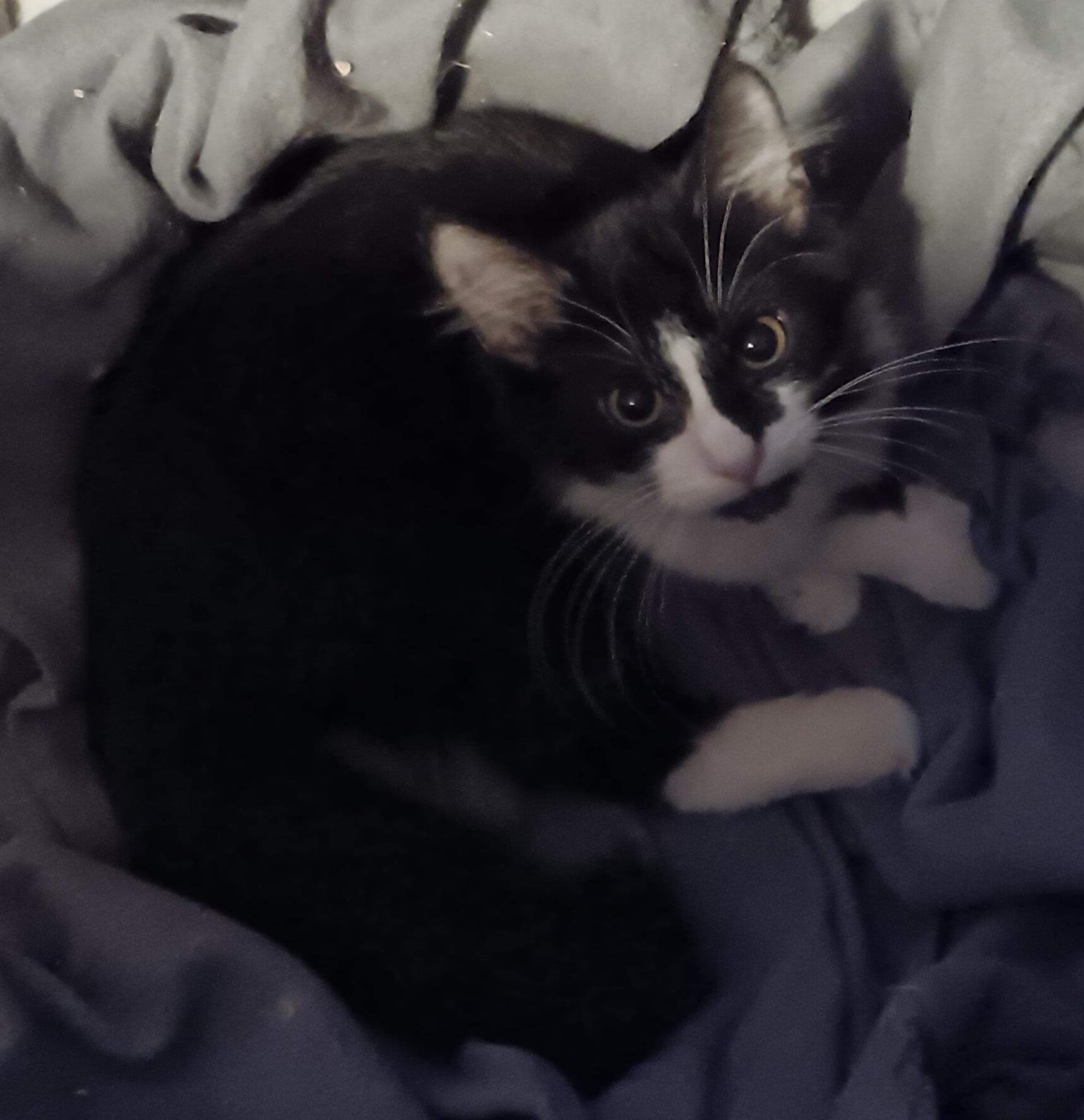 Enlarge Dos, a Adopted Domestic Long Hair in Monroeville, PA image 1/2