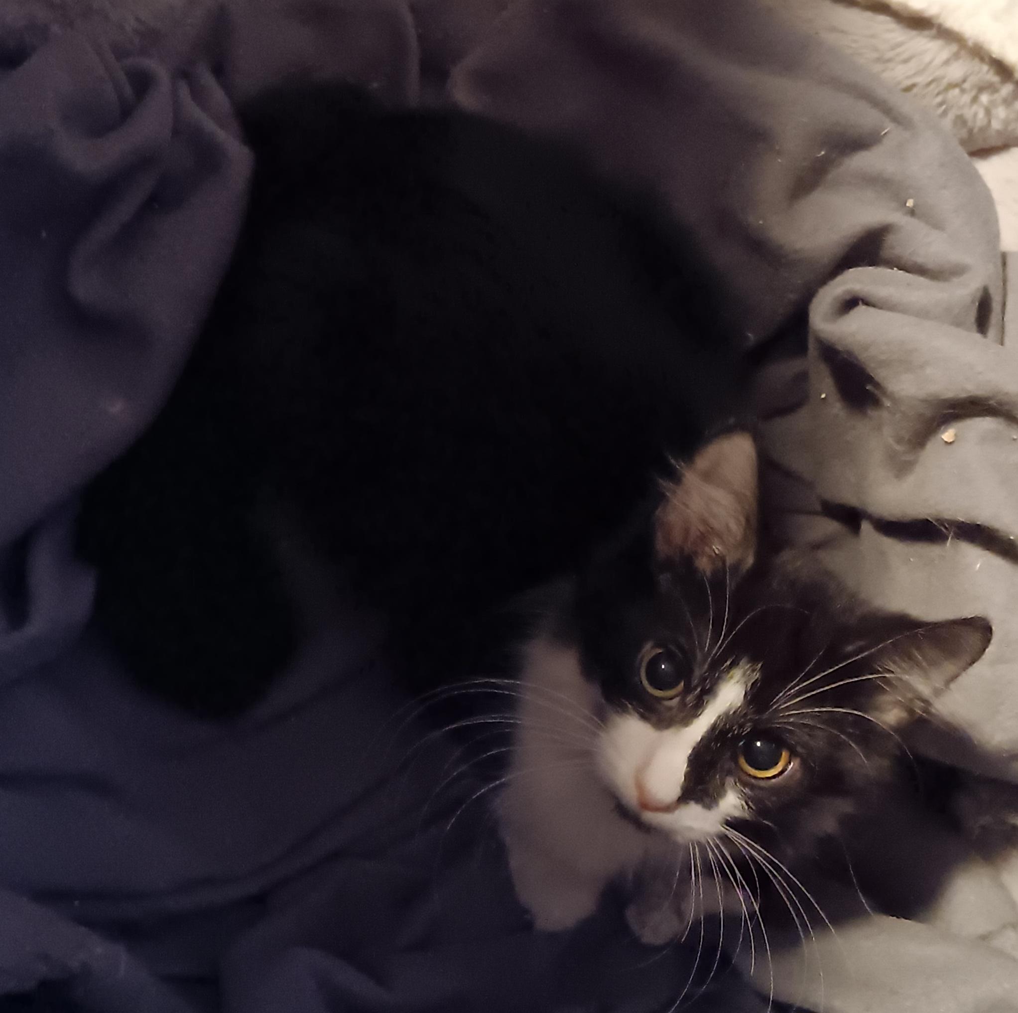 Enlarge Dos, a Adopted Domestic Long Hair in Monroeville, PA image 2/2