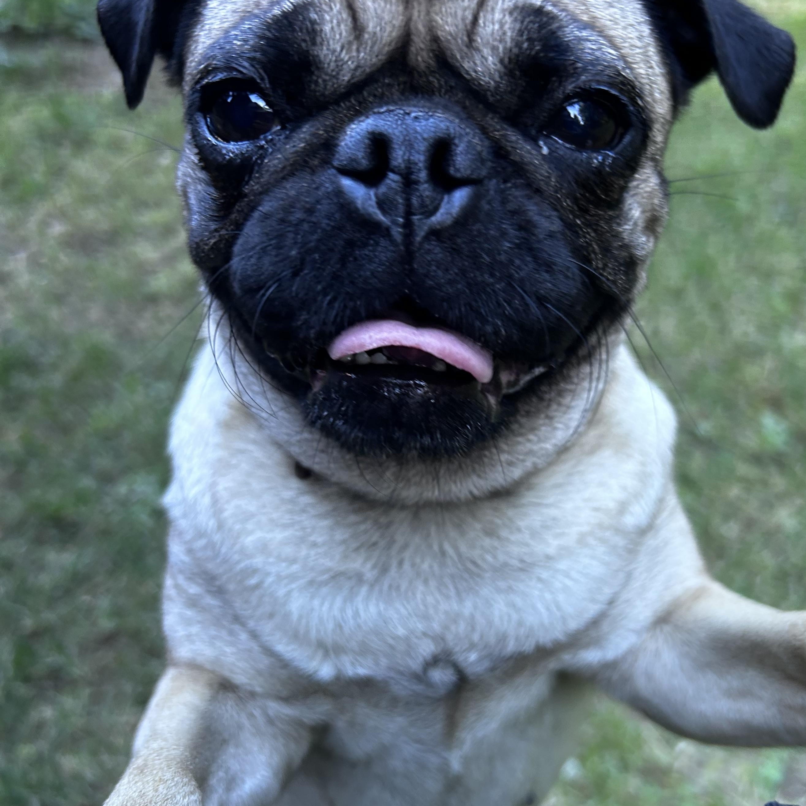 Enlarge CHILLI, a ADOPTABLE Pug in Abbotsford, BC image 3/4