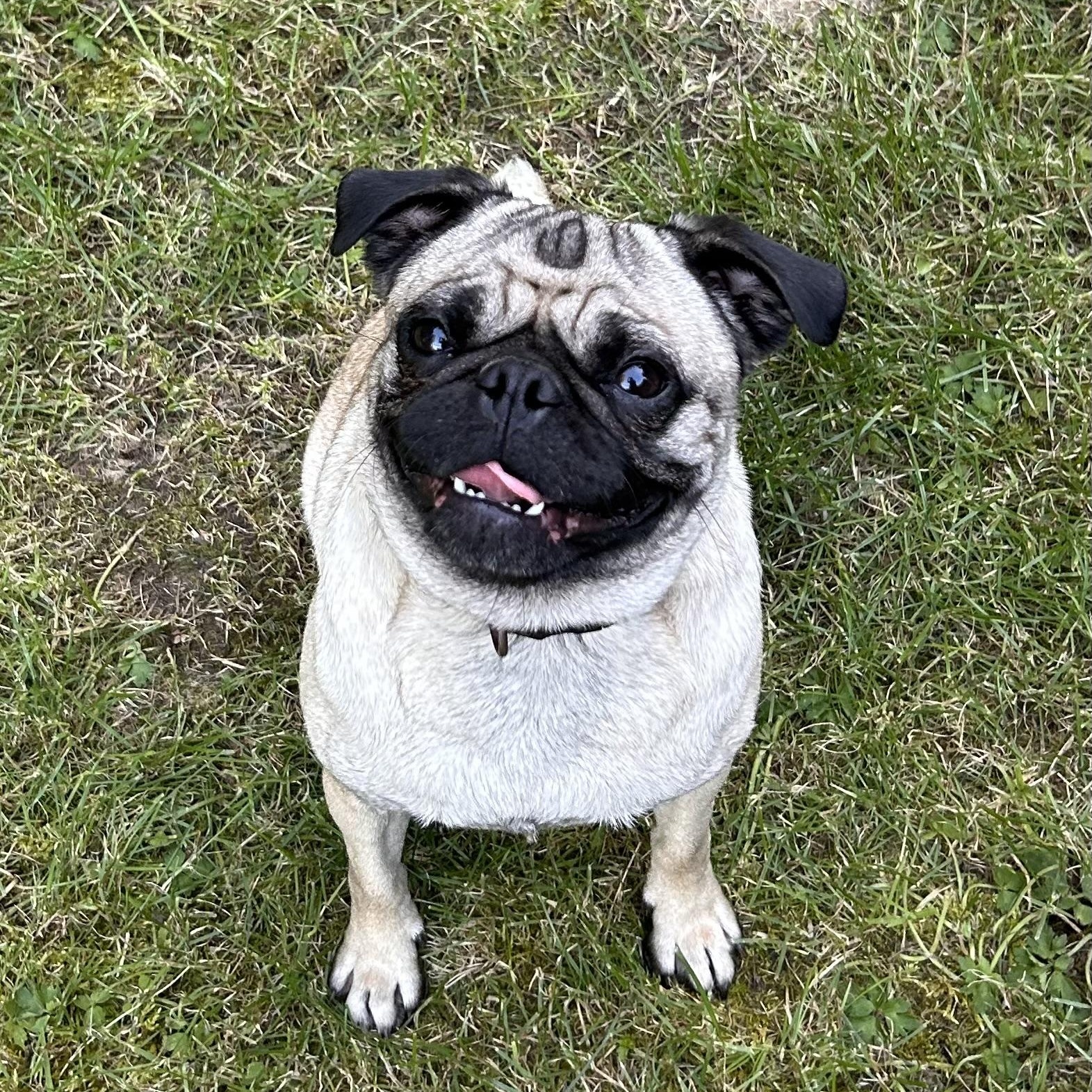 Enlarge CHILLI, a ADOPTABLE Pug in Abbotsford, BC image 1/4