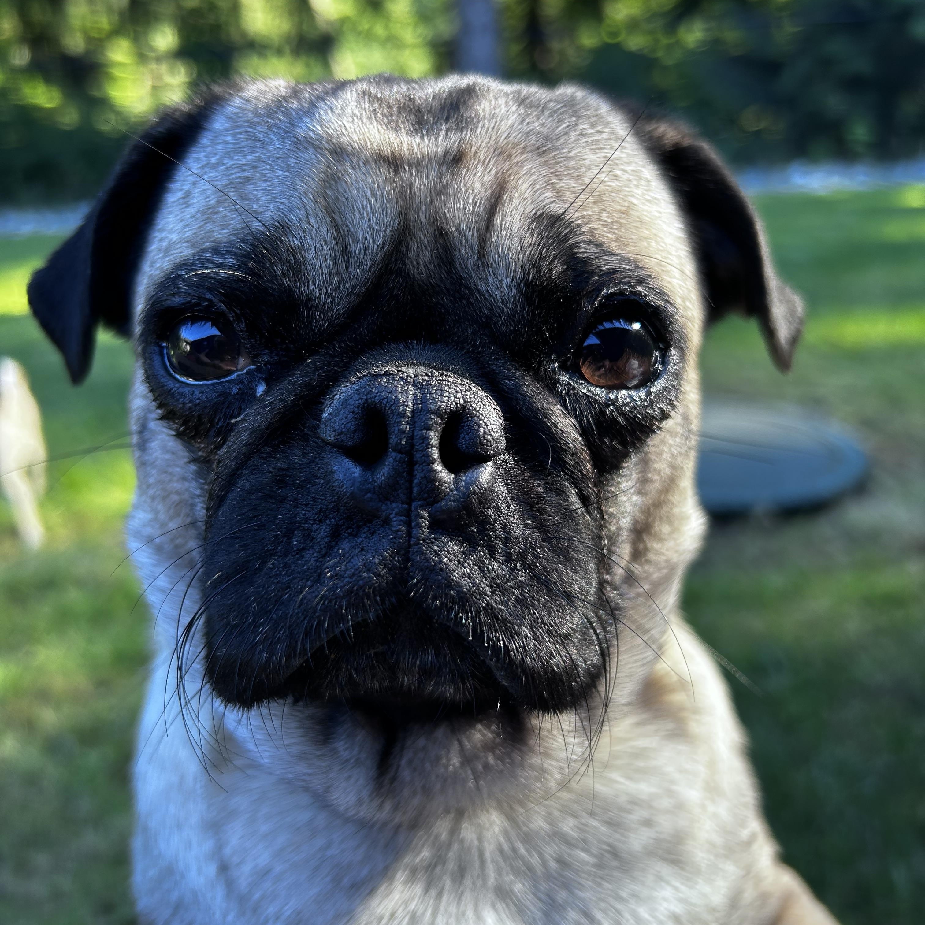 Enlarge CHILLI, a ADOPTABLE Pug in Abbotsford, BC image 2/4