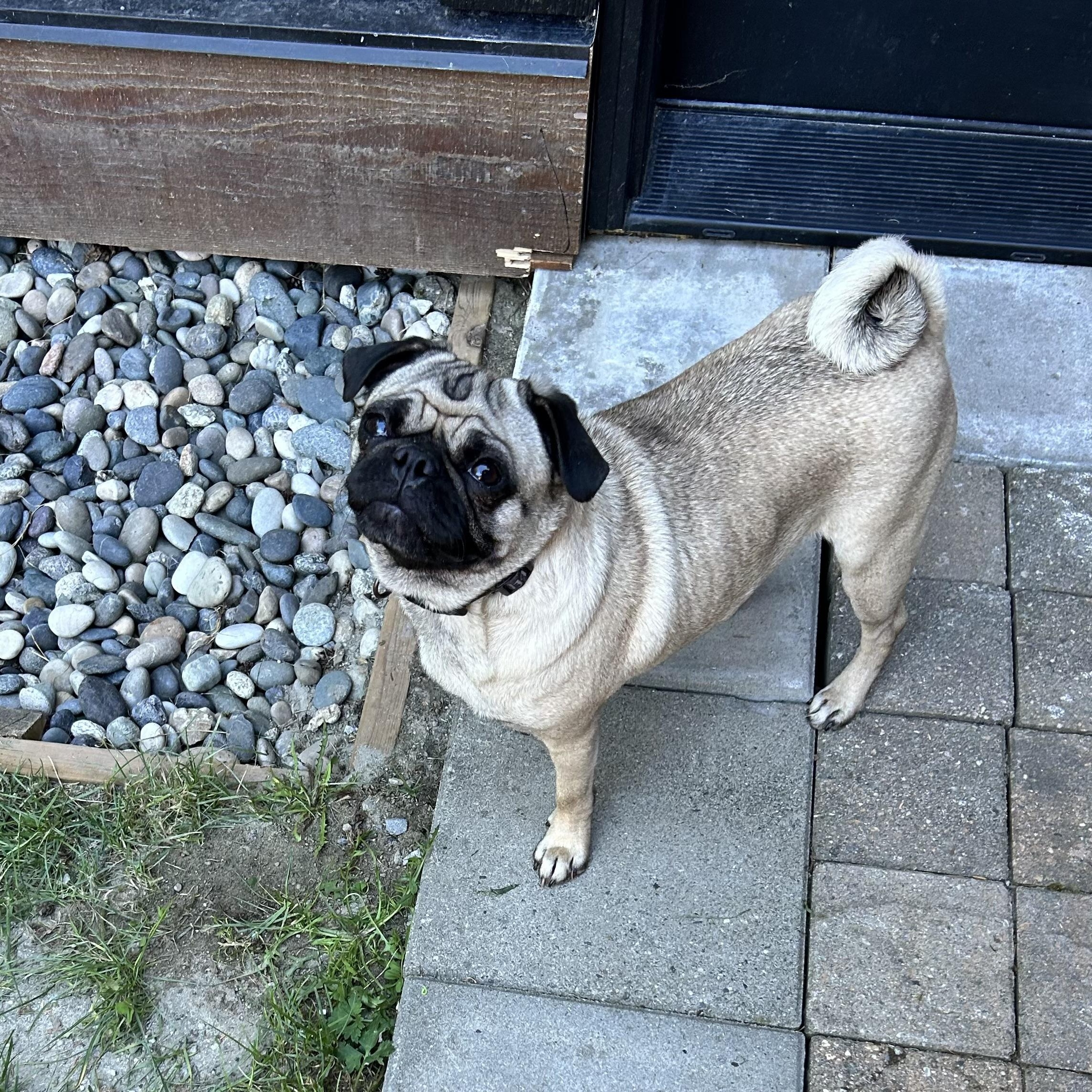 Enlarge CHILLI, a ADOPTABLE Pug in Abbotsford, BC image 4/4