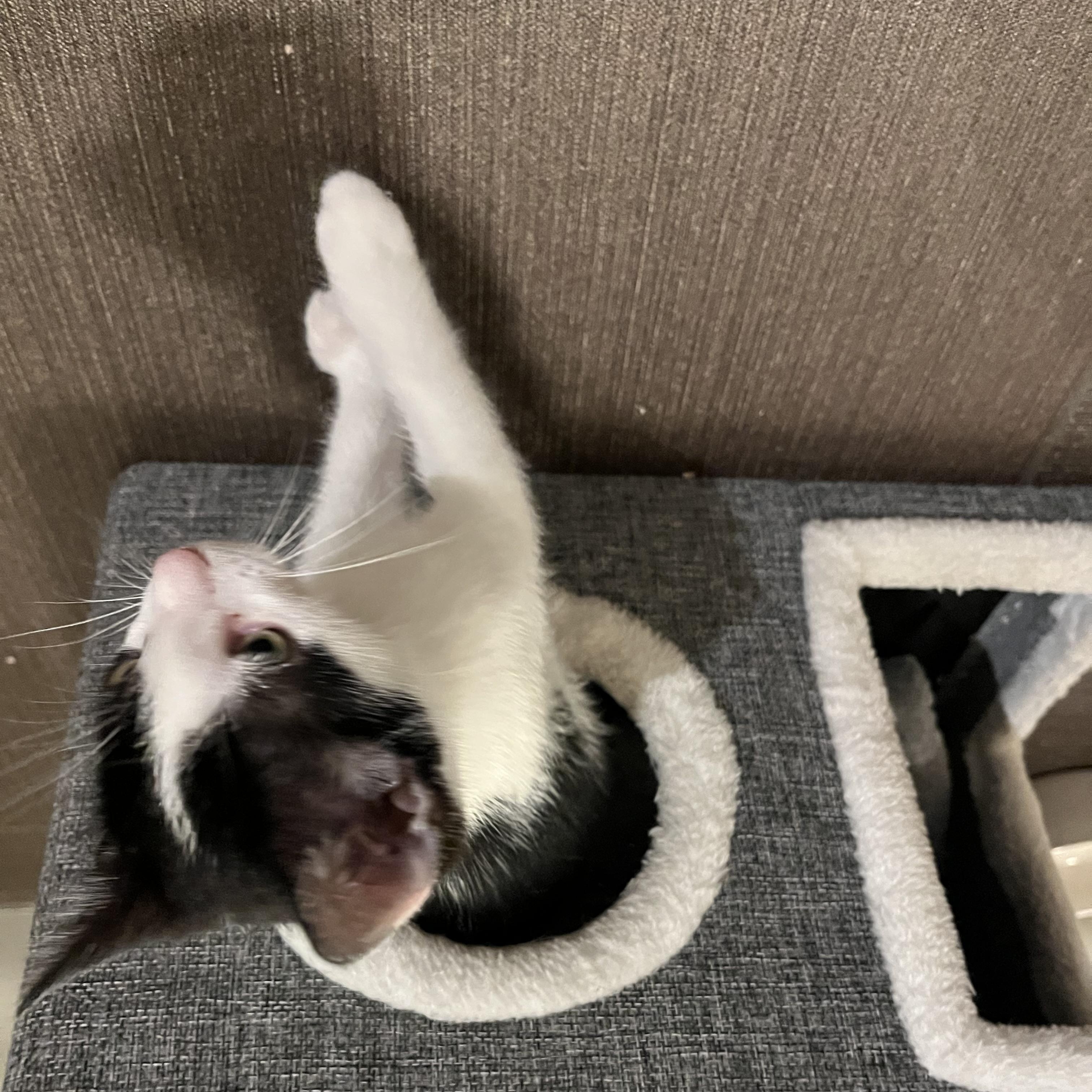 Enlarge Ursula, an adopted Domestic Medium Hair in San Diego, CA image 3/4