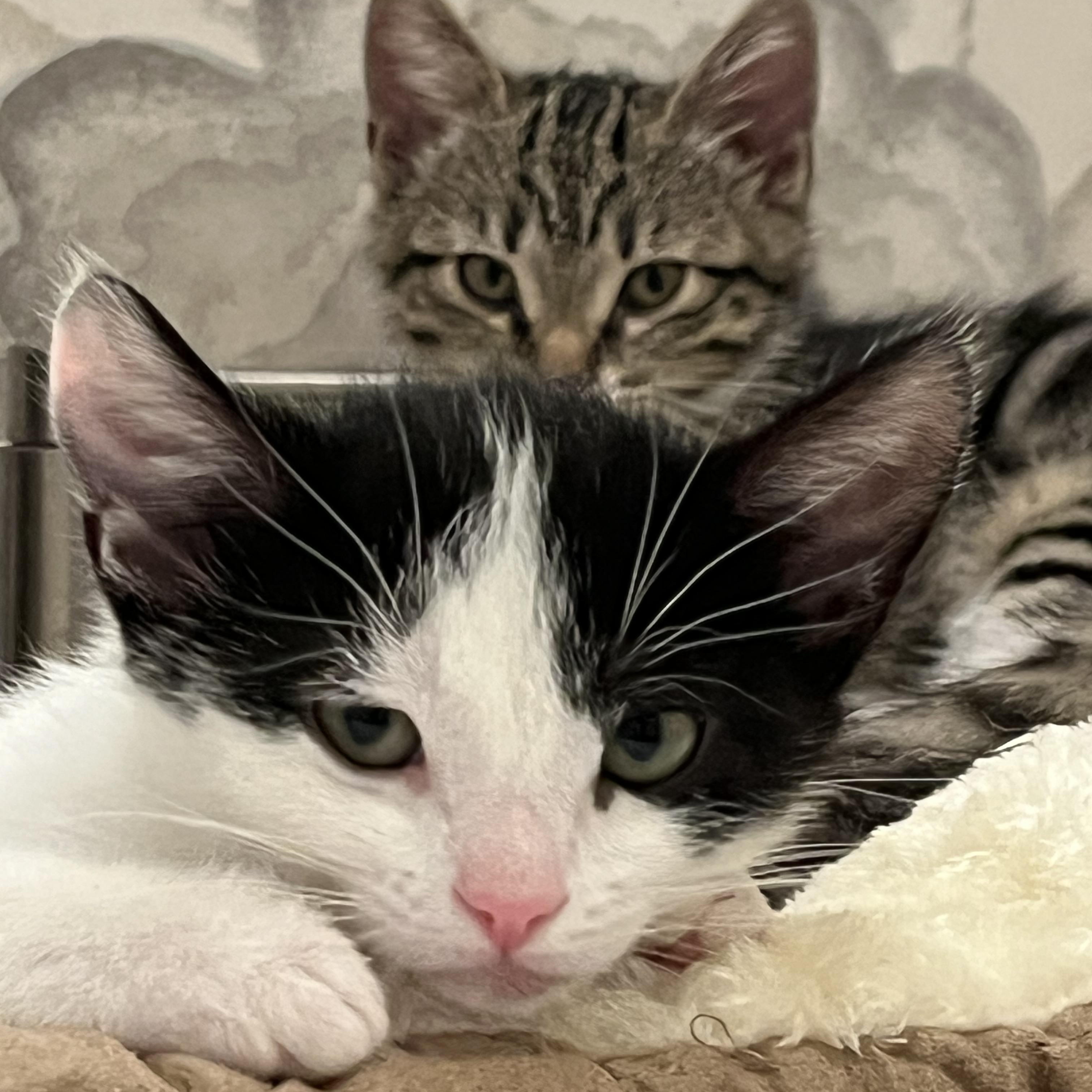 Enlarge Ursula, an adopted Domestic Medium Hair in San Diego, CA image 2/4