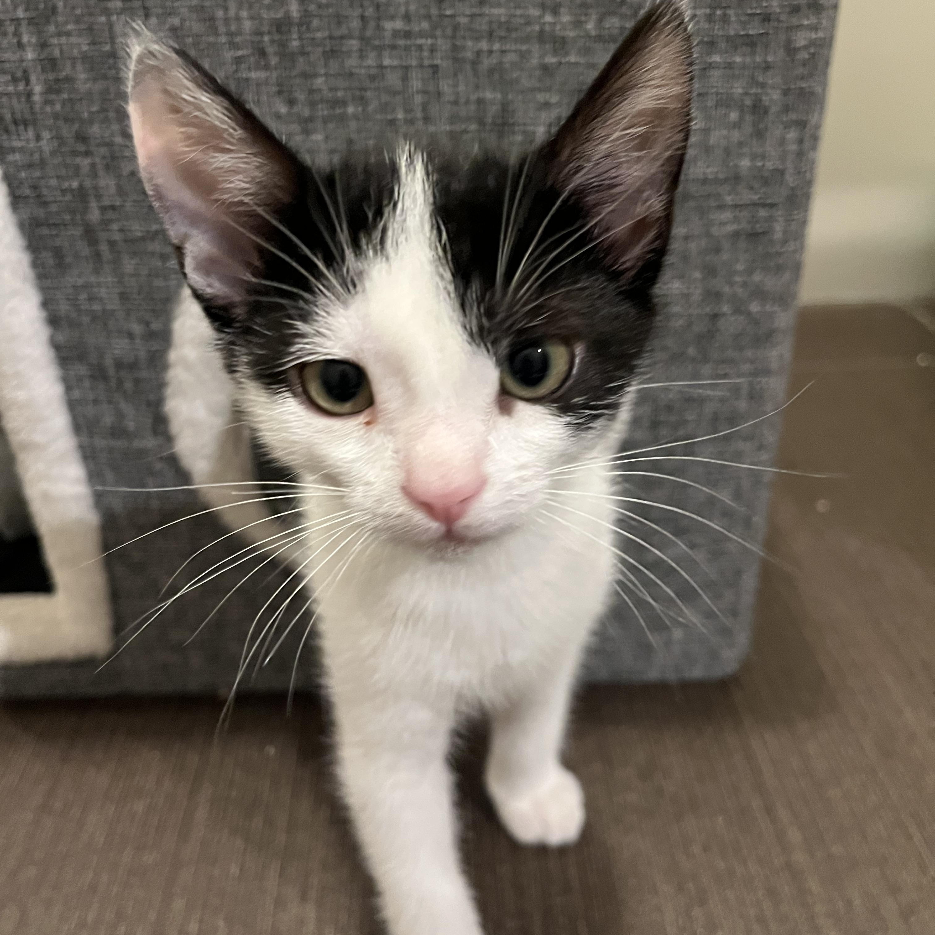 Ursula, adopted, Kitten Female Domestic Medium Hair.