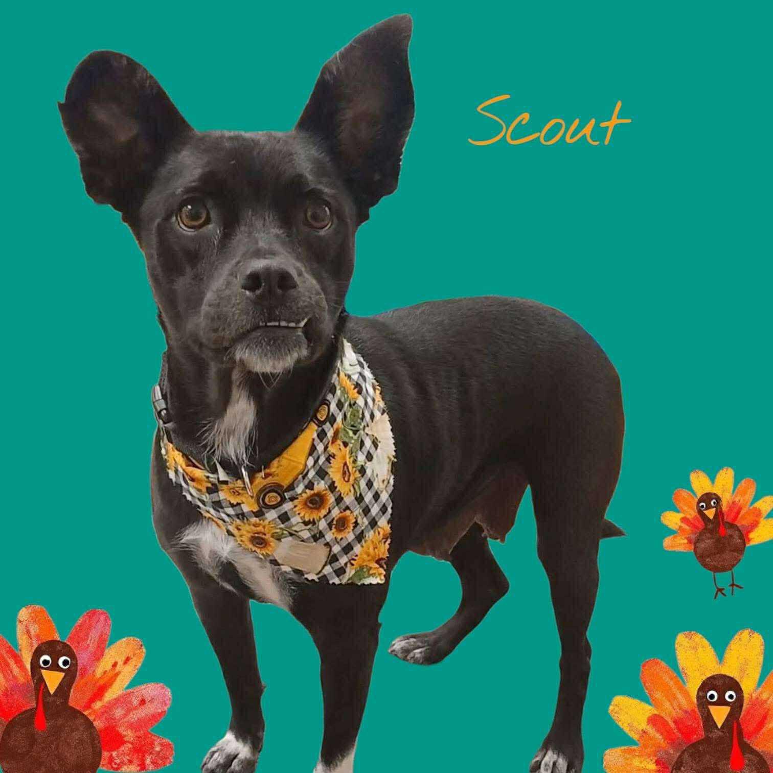 Scout