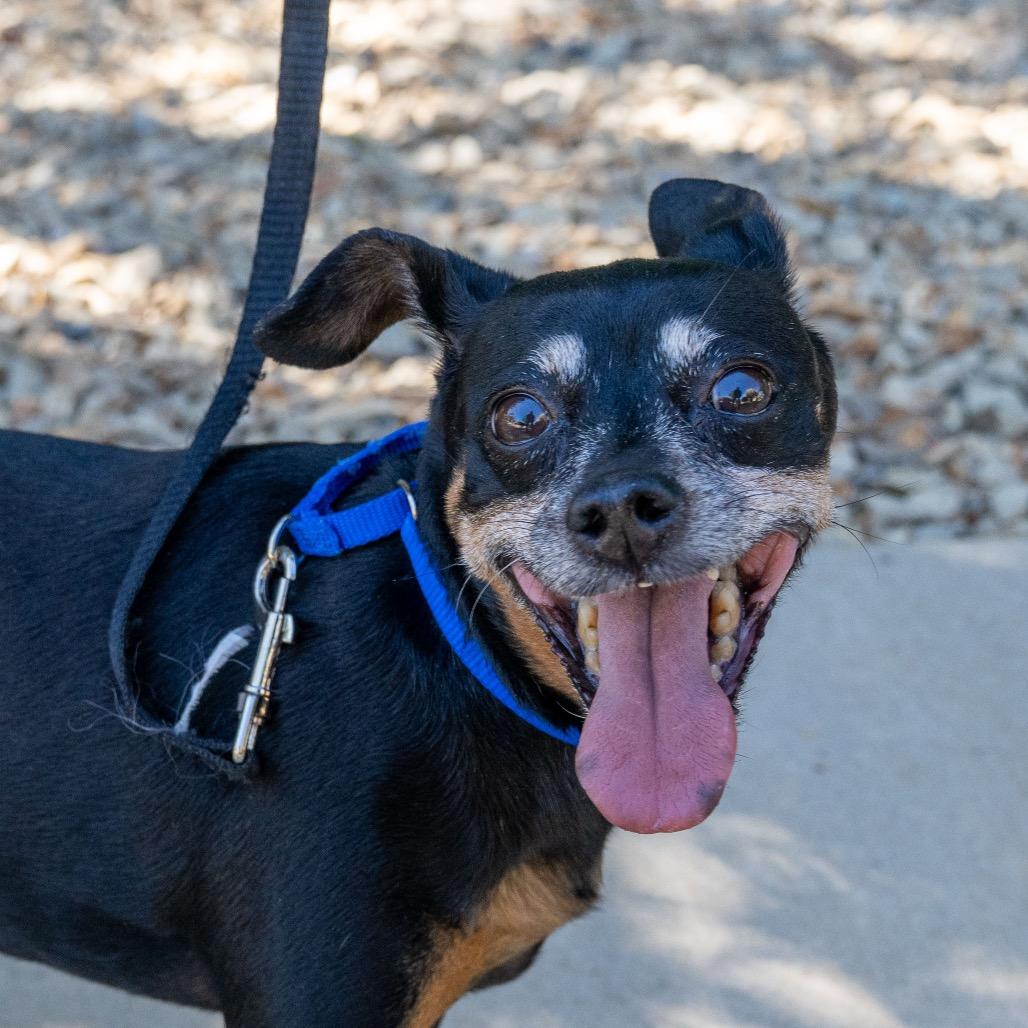 Gretta, Adoptable, Senior Female Miniature Pinscher & Chihuahua.