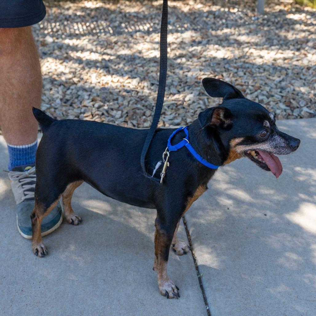 Enlarge Gretta, a Adoptable mixed breed in Albuquerque, NM image 2/3