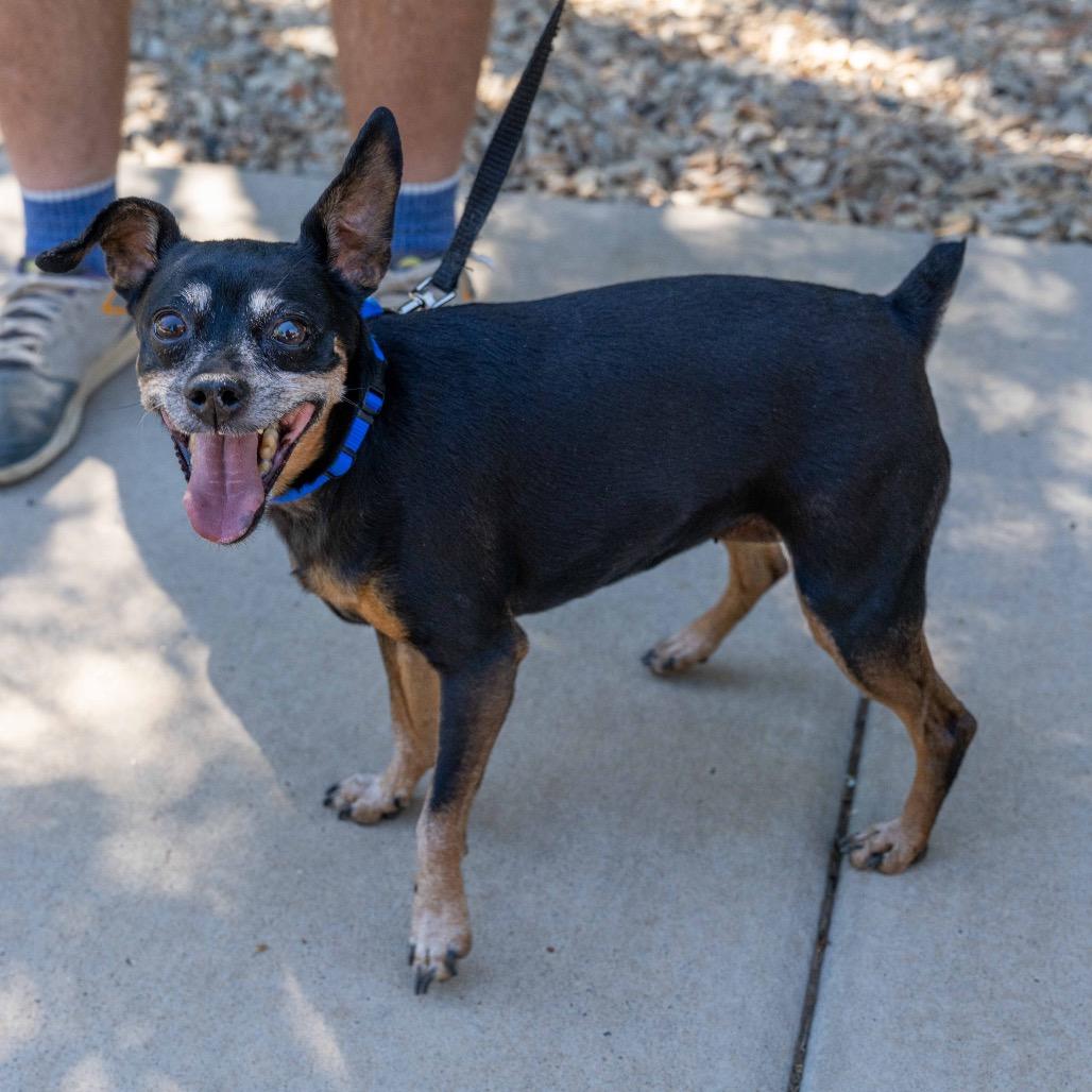 Enlarge Gretta, a Adoptable mixed breed in Albuquerque, NM image 3/3