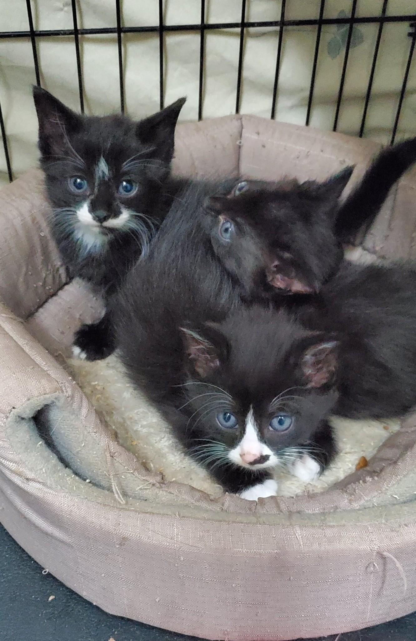 kittens, Adoptable, Kitten Male Domestic Short Hair.