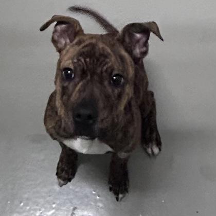 Delilah, Adoptable, Adult Female Terrier & Mixed Breed.