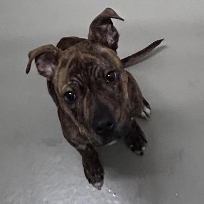 Enlarge Delilah, a Adoptable mixed breed in San Francisco, CA image 2/3