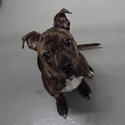 Enlarge Delilah, a Adoptable mixed breed in San Francisco, CA image 3/3