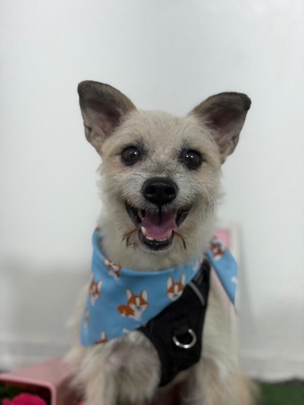 Gaston-One of our Amazing Rescue Dogs, adopted, Young Male Border Terrier & Cairn Terrier.