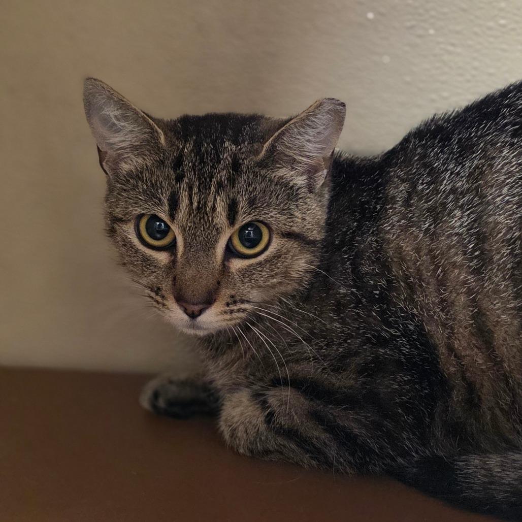 Enlarge Song Bird, a Adoptable Domestic Short Hair in Chatham, VA image 1/3