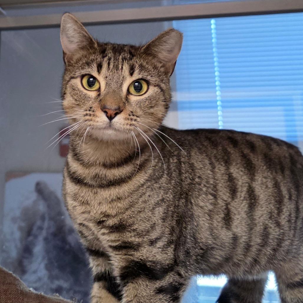 Enlarge Song Bird, a Adoptable Domestic Short Hair in Chatham, VA image 2/3