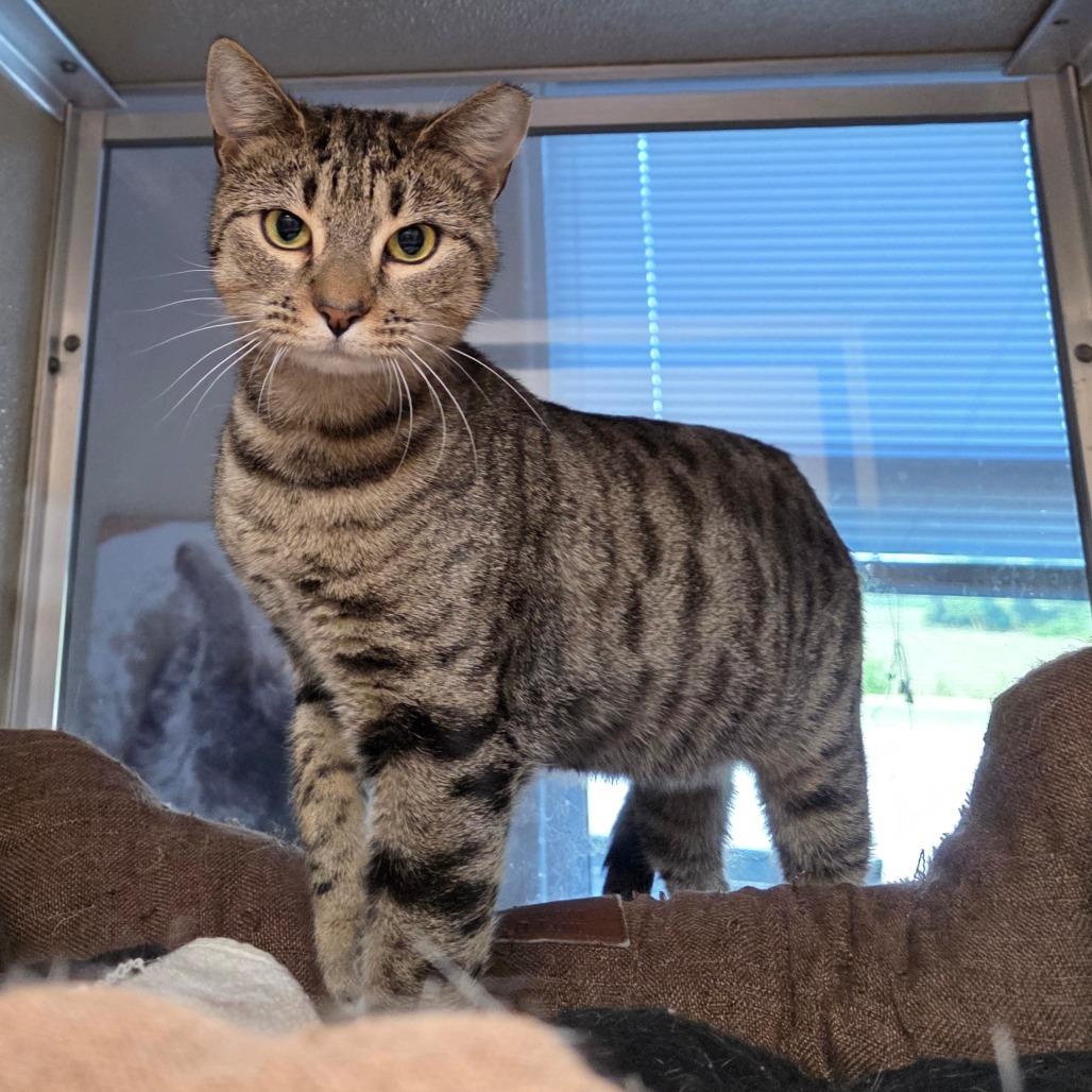 Enlarge Song Bird, a Adoptable Domestic Short Hair in Chatham, VA image 3/3